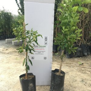 TÜPLÜ AŞILI BODUR MAYER LİMON + KAMKAT(KUMKUAT) FİDANI 3 YAŞ 50-60cm