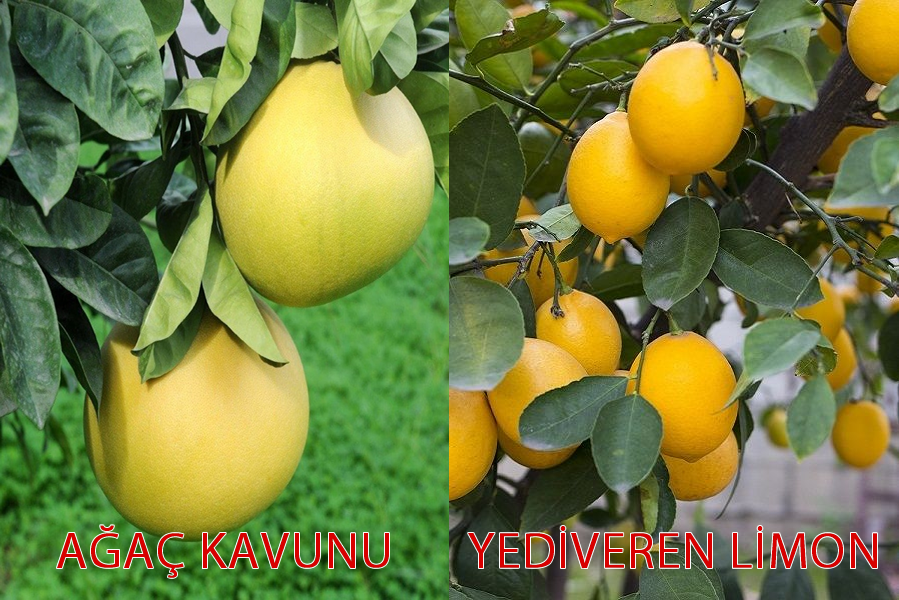 TÜPLÜ AŞILI YEDİVEREN LİMON+ŞADOK AĞAÇ KAVUNU 1-2 YAŞ 90-110CM