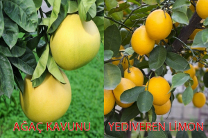 TÜPLÜ AŞILI YEDİVEREN LİMON+ŞADOK AĞAÇ KAVUNU 1-2 YAŞ 90-110CM