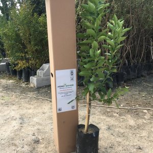 TÜPLÜ AŞILI SAKSILIK BODUR YEDİVEREN LİMON 3 YAŞ 50-60cm