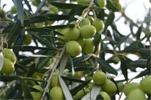 TÜPLÜ 4-5 YAŞ 8-14 KUTUR GEMLİK ZEYTİN FİDANI (MEYVE VERME DURUMUNDA)