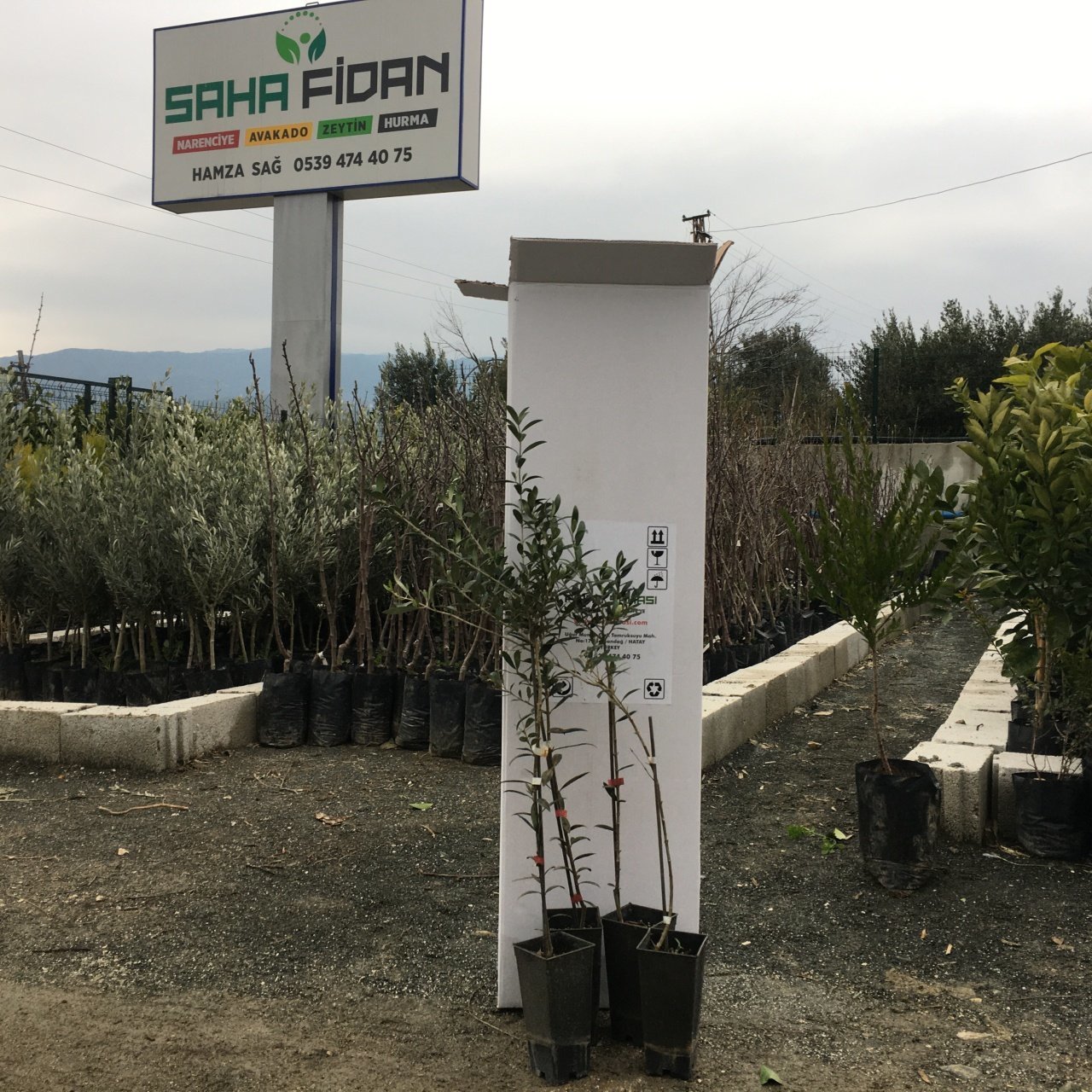 SAKSILI BODUR ARBEQUİNA ZEYTİN FİDANI 1 YAŞ - 40-60 CM BOY- 4 ADET