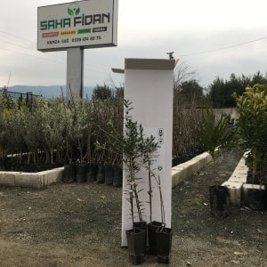 SAKSILI BODUR ARBEQUİNA ZEYTİN FİDANI 1 YAŞ - 40-60 CM BOY- 4 ADET