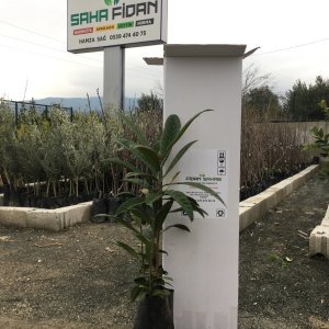 TÜPLÜ MALTA ERİĞİ(YENİ DÜNYA) FİDANI 2 YAŞ - 60-100 CM BOY