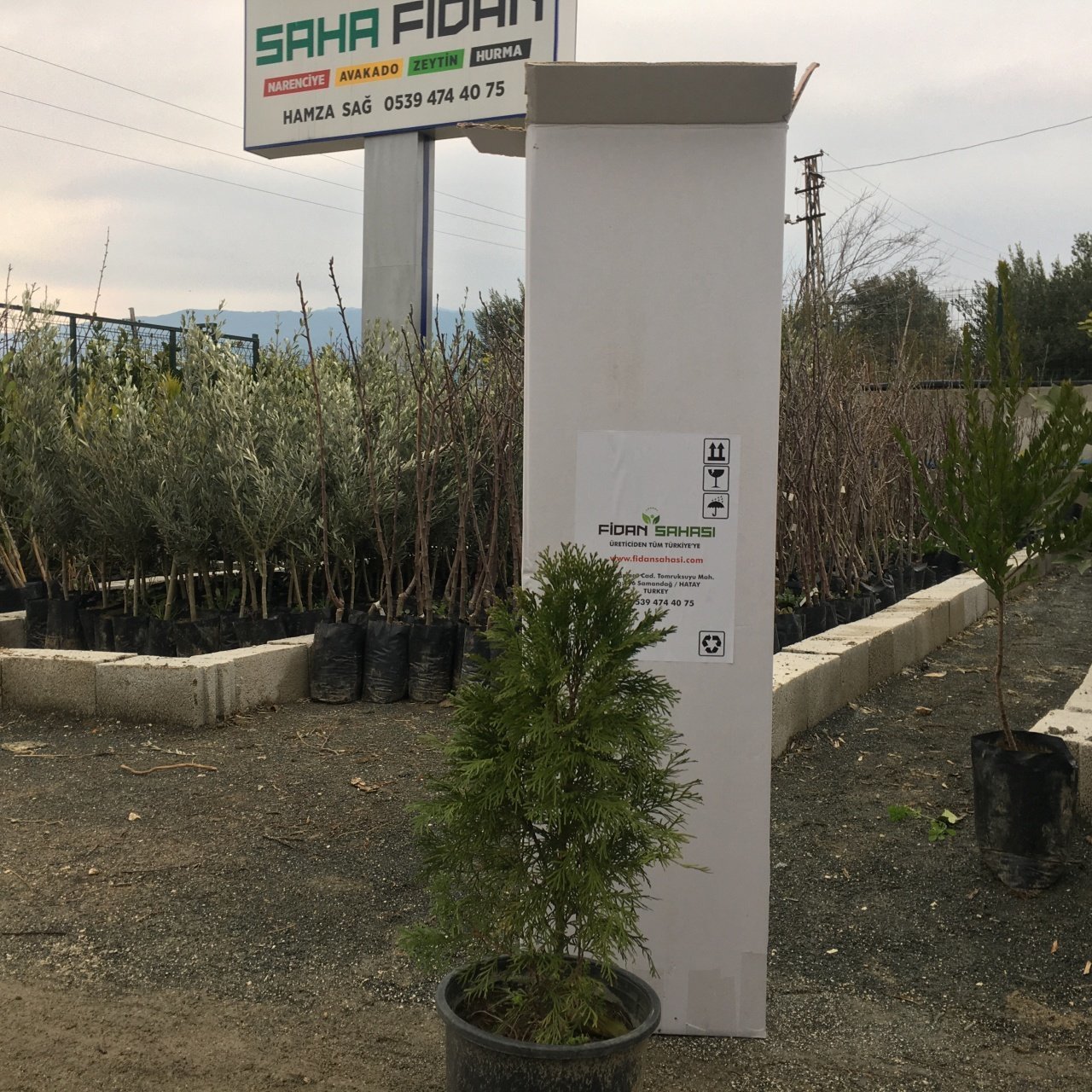 SAKSIDA AMERİKAN SMARGAT MAZİ FİDANI 1-2 YAŞ 50-60CM BOY