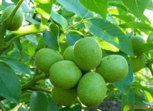 TÜPLÜ AŞILI FERNETTE CEVİZ FİDANI 2 YAŞ 70-90 CM BOY (İYİ VERİMLİ)