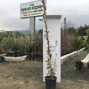 SAKSIDA YASEMİN KOKULU ŞARMAŞIK FİDANI 1 YAŞ 90-120 CM BOY