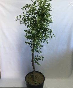 SAKSIDA HÜNNAP FİDANI 6 YAŞ 110-140 CM