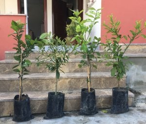 BODUR AŞILI YEDİVEREN-LİMON-PORTAKAL-KAMKAT-MANDALİNA FİDANI