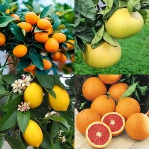 BODUR AŞILI SAKSILIK YEDİVEREN-KAMKAT-PORTAKAL-ŞADOK FİDANI (4 LÜ PAKET)