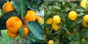 TÜPLÜ AŞILI KOKULU BODRUM MANDALİNASI + YEDİVEREN LİMON FİDANI (2Lİ PAKET)