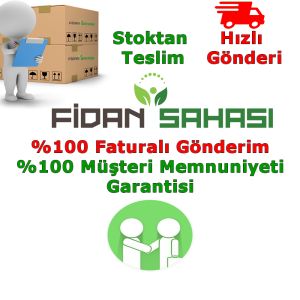 TÜPLÜ AŞILI YEDİVEREN MAYER LİMON + KOKULU KİNG MANDALİNA FİDANI (2Lİ PAKET) 2 YAŞ 90-110 CM BOY