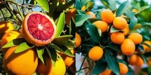 TÜPLÜ AŞILI BODUR KAN PORTAKLI + KAMKAT FİDANI 2 YAŞ
