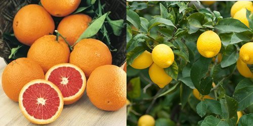 TÜPLÜ AŞILI CARA CARA PORTAKAL + YEDİVEREN LİMON FİDANI 2 YAŞ (2li PAKET)
