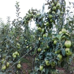 TÜPLÜ AŞILI ALTIN ÇEKİRDEK ELMA FİDANI 2 YAŞ BOY 90-110 CM