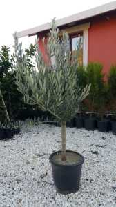 SAKSIDA YARI  BODUR 7-10 KUTUR GEMLİK ZEYTİN FİDANI 3-4 YAŞ 50-70 CM BOY
