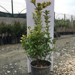 SAKSILI ALTUNİ TAFLAN FİDANI 2 YAŞ BOY 50-70