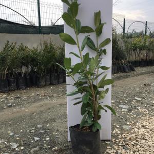 TÜPLÜ LAZ KİRAZI (KARAYEMİŞ) FİDANI 2 YAŞ BOY 70-90 CM