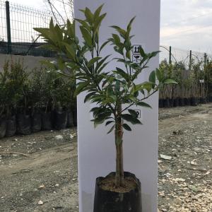 TÜPLÜ BODUR KAMKAT FİDANI 2 YAŞ 40-60 CM BOY