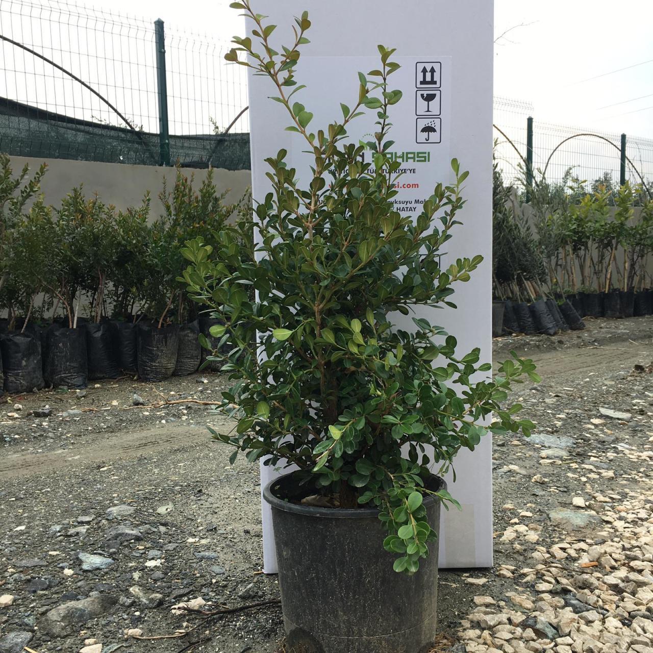 SAKSILI ŞİMŞİR FİDANI YAŞ 2 - BOY 50-70 CM BOY