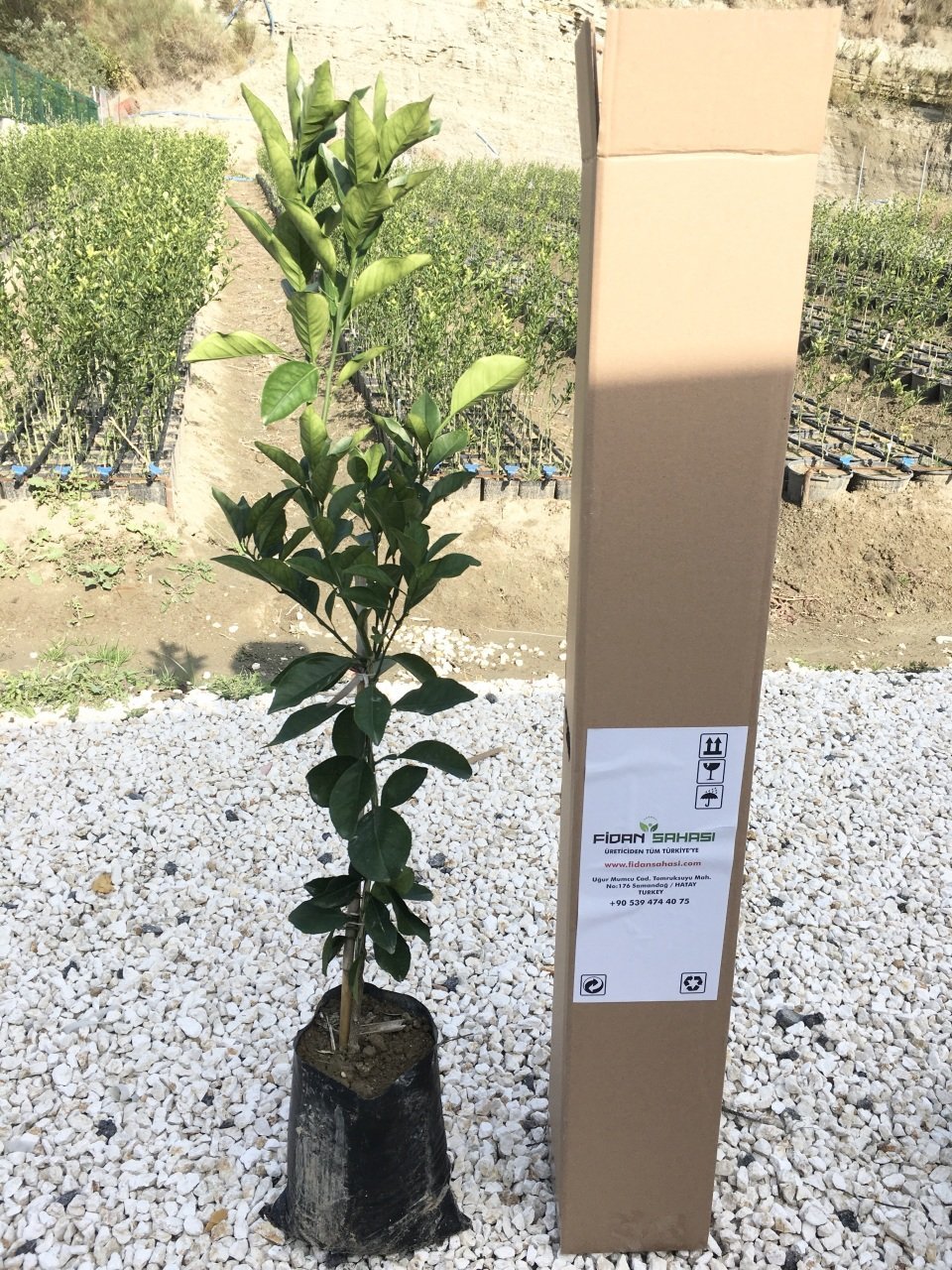 TÜPLÜ AŞILI RED BLOOD ORANGE PORTAKAL FİDANI 2 YAŞ  90-110 CM BOY