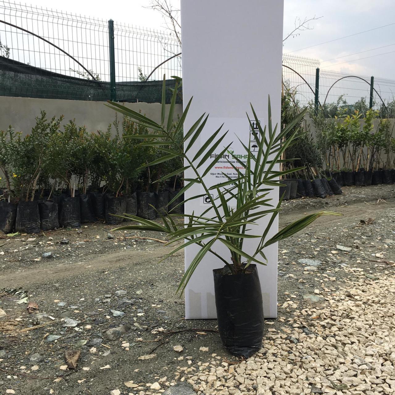 TÜPLÜ ARABİSTAN HURMASI FİDANI 2 YAŞ 40-60 CM BOY