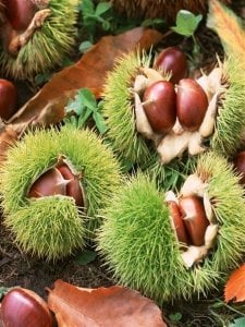 TÜPLÜ HACI ÖMER KESTANE FİDANI 2 YAŞ 90-110 CM BOY