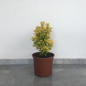TÜPLÜ GOLD TAFLAN ÇİÇEĞİ BOY 35-55CM