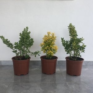 TÜPLÜ ÜÇ ÇEŞİT TAFLAN ÇİÇEĞİ BOY 35-55CM