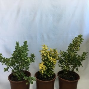 TÜPLÜ ÜÇ ÇEŞİT TAFLAN ÇİÇEĞİ BOY 35-55CM