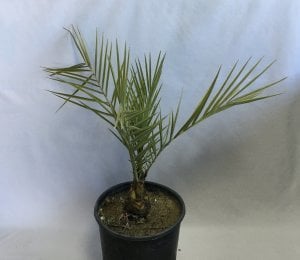 SAKSIDA HURMA PALMİYE FİDANI YAŞ 3