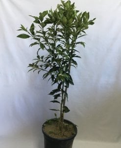 12 LİTRELİK SAKSIDA KAMKAT FİDANI YAŞ 3 BOY 90-110cm