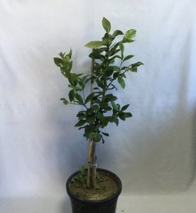 4 YAŞ MEYVELİ SAKSIDA BODUR YEDİVEREN LİMON FİDANI YAŞ 3 BOY 80-100cm