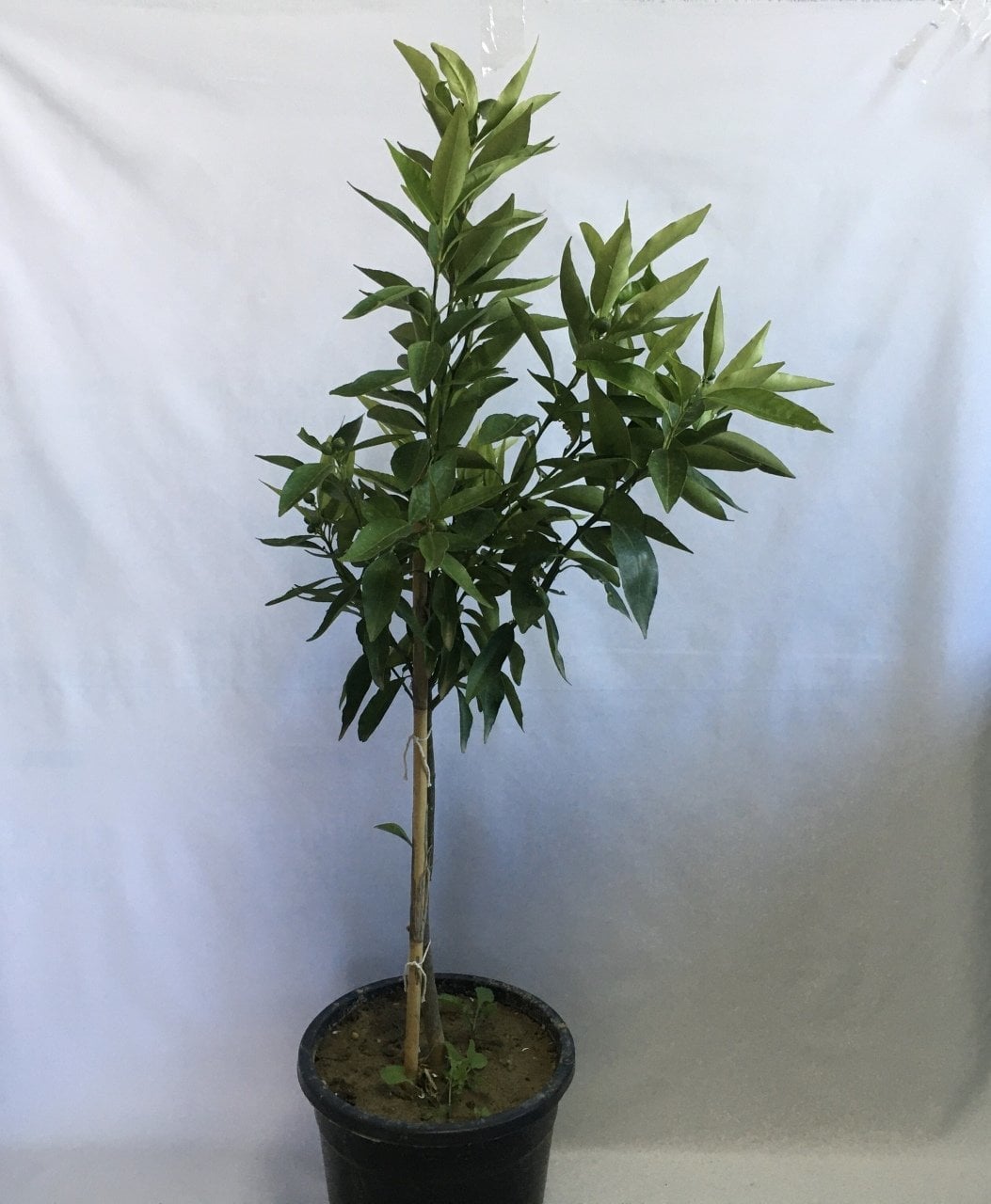 12 LİTRELİK SAKSIDA BODUR KOKULU KİNG MANDALİNA YAŞ 3 BOY 80-100cm