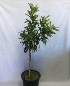 12 LİTRELİK SAKSIDA BODUR KOKULU KİNG MANDALİNA YAŞ 3 BOY 80-100cm