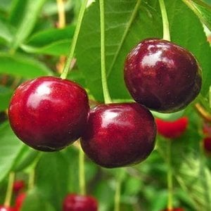 TÜPLÜ KENDİNDEN VERİMLİ STELLA KİRAZ FİDANI YAŞ 2 BOY 80-100CM
