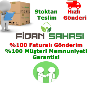 TÜPLÜ İRİ MEYVELİ KIZILCIK FİDANI YAŞ 2 BOY 50-80CM