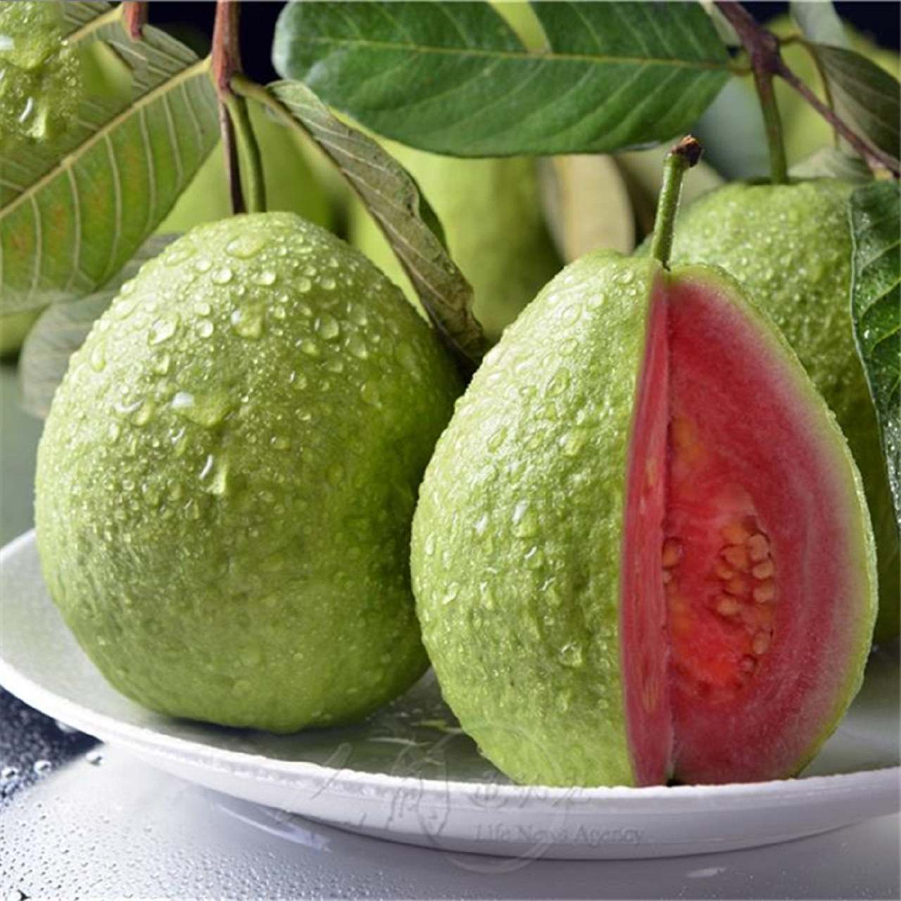 TÜPLÜ GUAVA FİDANI YAŞ 1 BOY 40-60CM