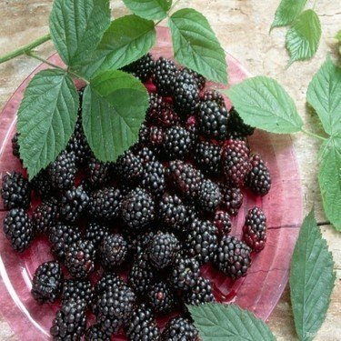 TÜPLÜ BOYSEN BERRY BÖĞÜTLEN FİDANI YAŞ 2 BOY 50-70CM