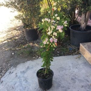 SAKSIDA ÇİFT RENK PEMBE-BEYAZ BEGONVİL FİDANI YAŞ 2 BOY 80-110cm