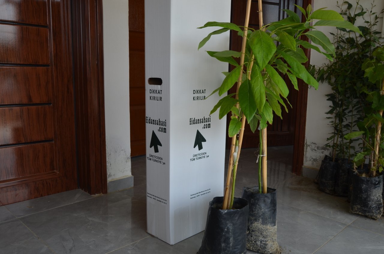 BİRBİRİNİ TOZLAYAN 2 YAŞ AŞILI FUERTE VE HASS AVAKADO (2'Lİ PAKET