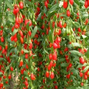 Goji Berry Fidanı Tüplü