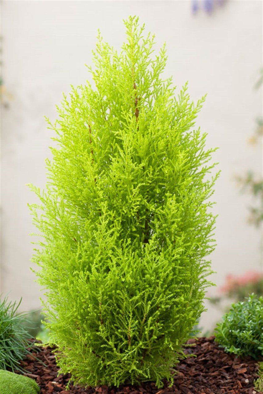 TÜPLÜ LİMONİ SERVİ FİDANI BOY (40- 60 CM)