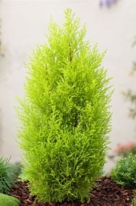 TÜPLÜ LİMONİ SERVİ FİDANI BOY (40- 60 CM)