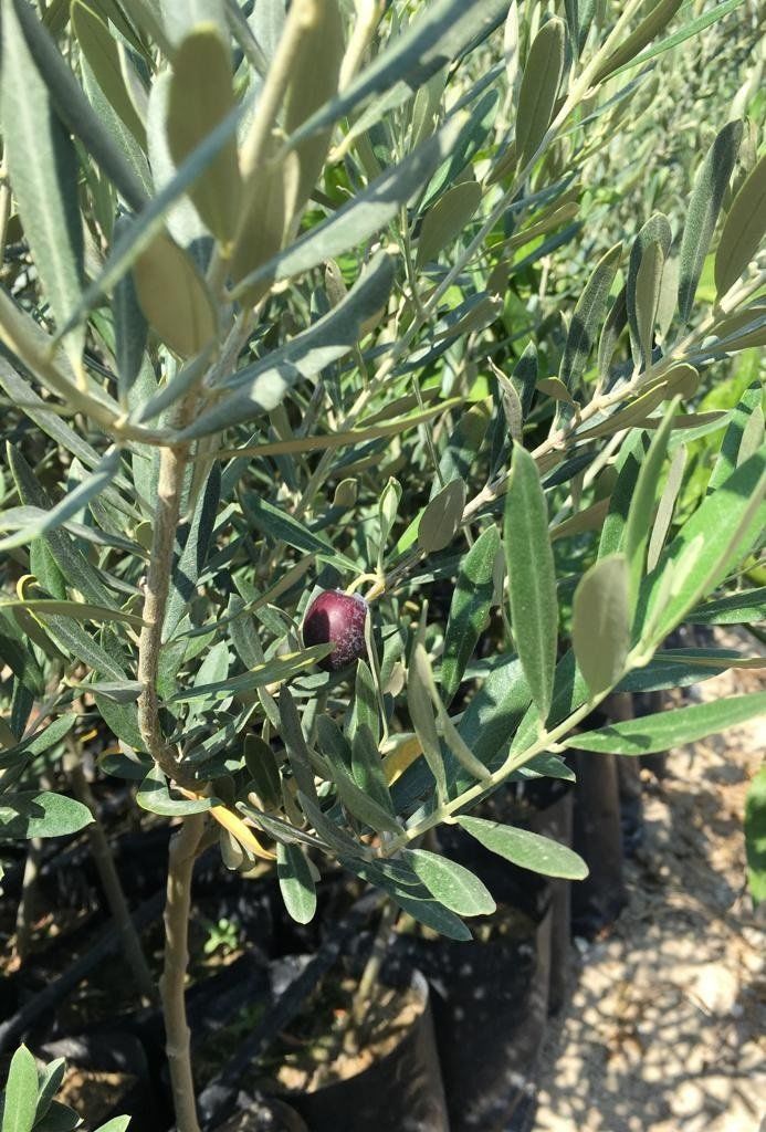 TÜPLÜ 3 ADET GEMLİK ZEYTİN(SINIRLI STOK)