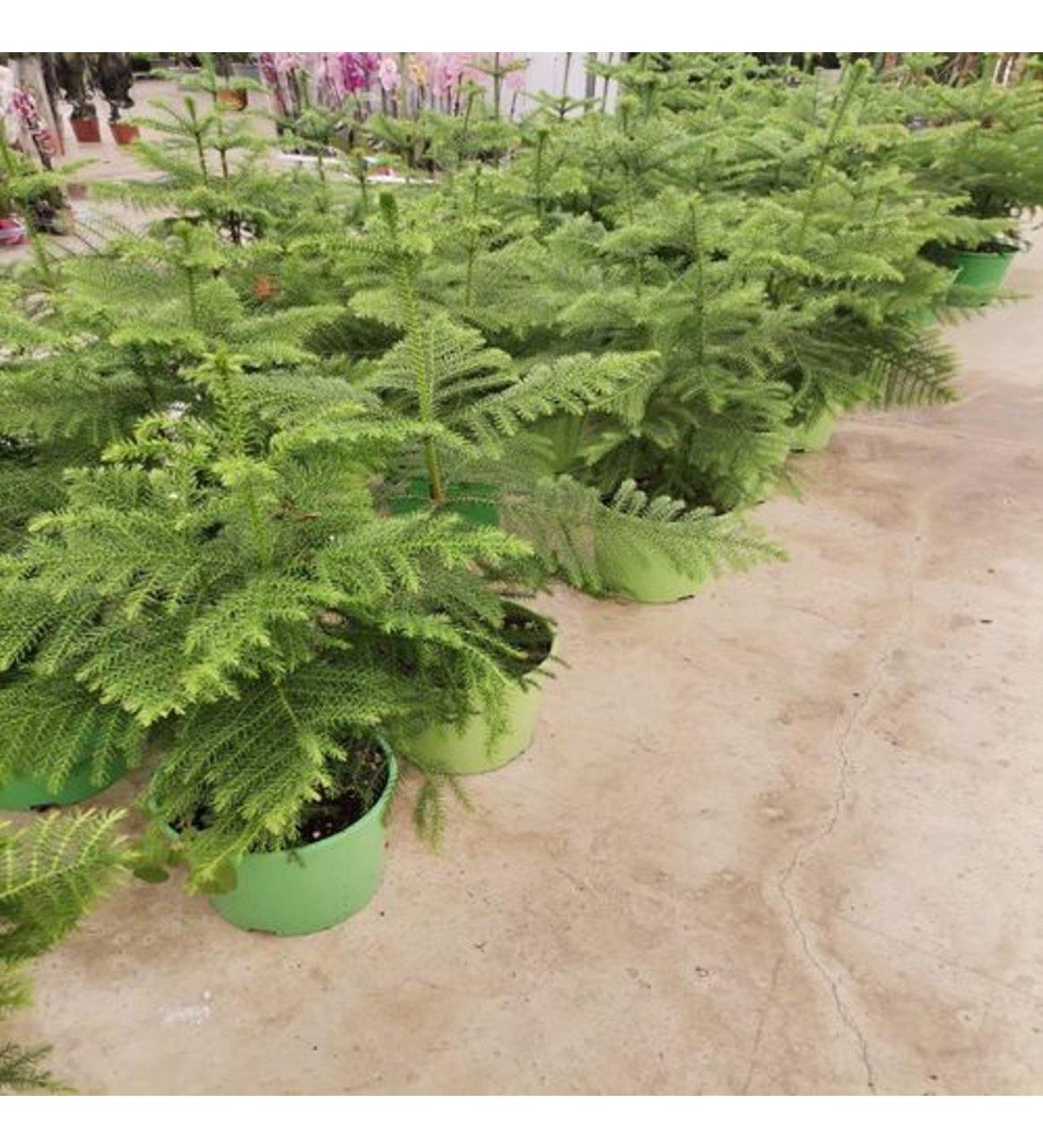 SAKSIDA ARACORİYA(ARAKORYA) SALON