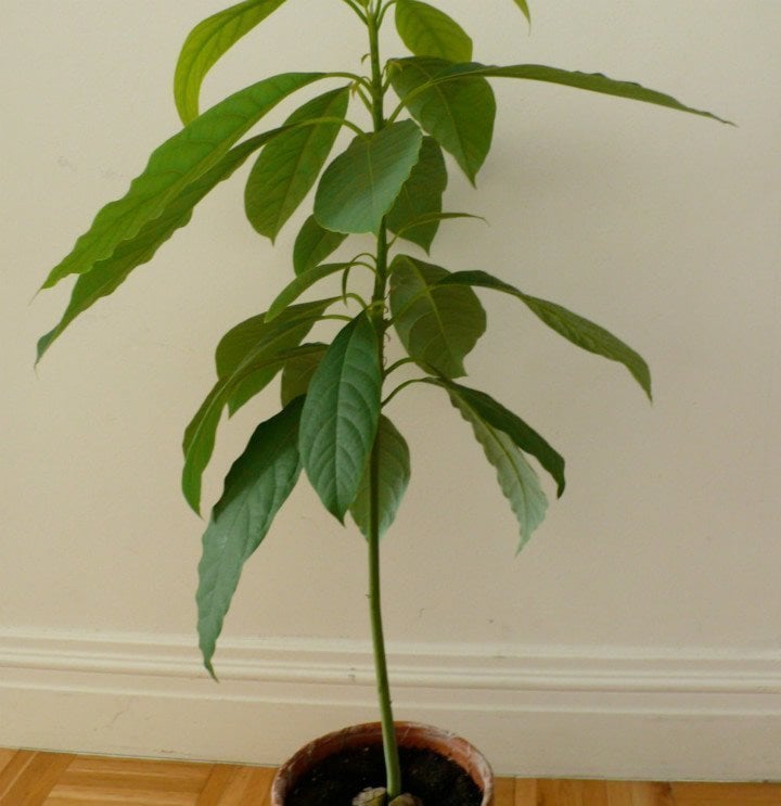 TÜPLÜ AVOKADO ANACI(AŞILANABİLİR DURUMDA)
