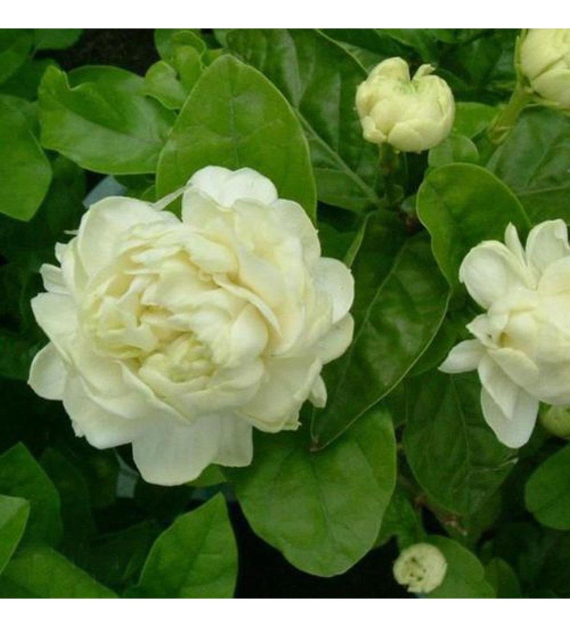 SAKSIDA 2 YAŞ KOKULU KATMERLİ FULL YASEMİN ÇİÇEĞİ BOY 50-70 CM