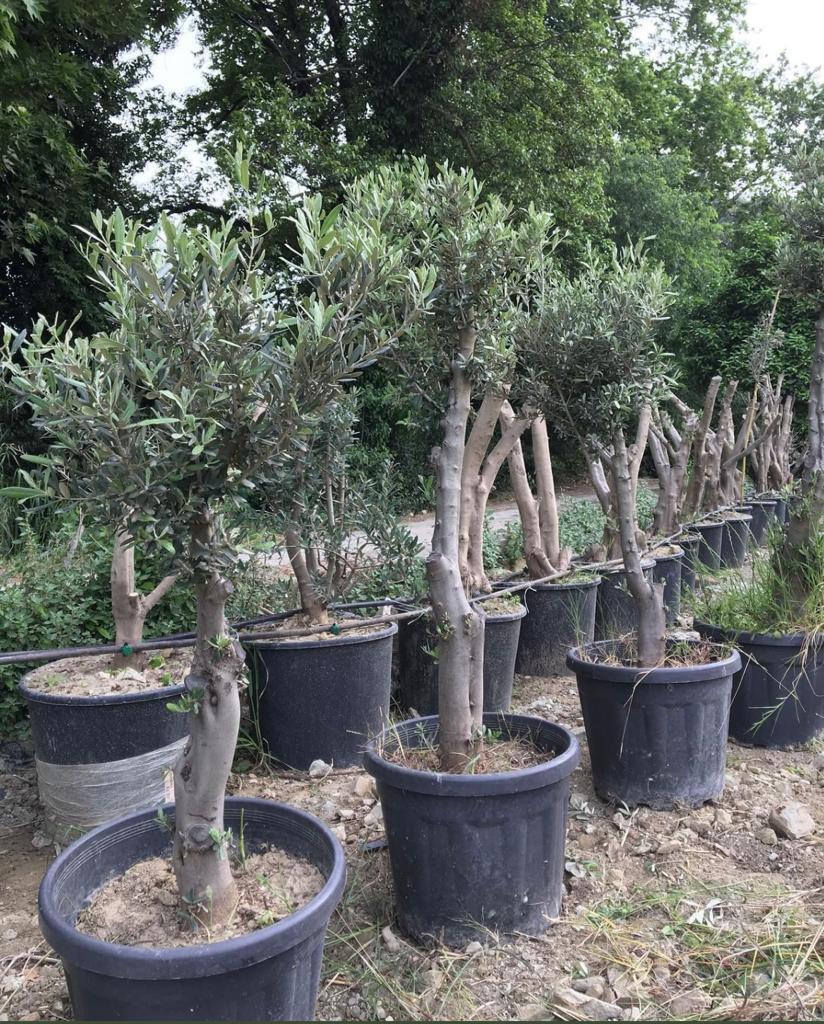 10 YAŞ SAKSIDA GEMLİK ZEYTİN AĞACI