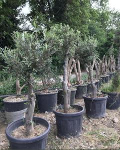 10 YAŞ SAKSIDA GEMLİK ZEYTİN AĞACI